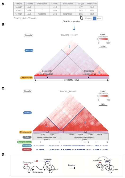 대규모 유전변이에 의해 재조합된 염색질 3차구조. (A) 유전체 정보 기반 확보된 대규모 유전변이 후보들. (B) 선택된 유전변이가 도입된 염색질 3차구조. (C) 선택된 유전변이 효과를 구현한 염색질 3차구조. (D) 유전체 구조 변이에 따른 염색질 3차구조 변화 및 이에 따른 enhancer-hijakcing 기전