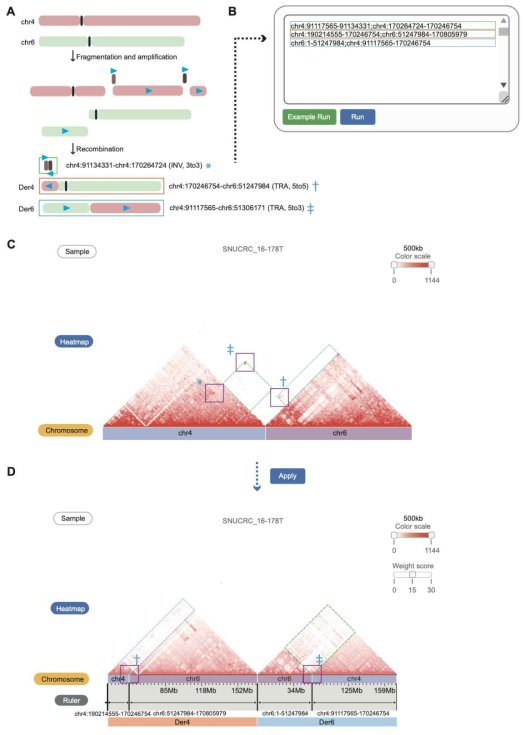 유전체 재조합에 따른 염색질 3차구조 시각화. (A) 다양한 유전체 재조합이 일어난 예시. (B) 유전체 재조합 정보에 기반한 사용자가 정의한 신규 재조합된 유전체 정보. (C) 유전체 재조합을 적용하기 전 단계 염색질 3차구조. (D) 유전체 재조합을 반영한 염색질 3차구조