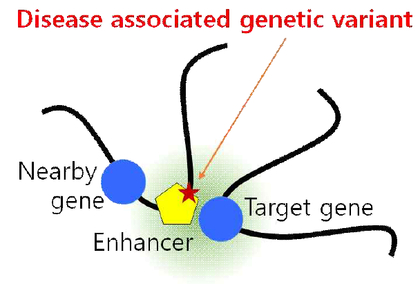 비전사 지역에 존재하는 질병 연관 유전인자는 염색질 3차구조를 통해 멀리 떨어진 유전자를 조절할 수도 있음