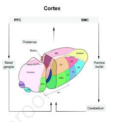 prefrontal/parietal cortex 와 thalamic nuclei, cerebellum 사이의 연결에 대한 모식도