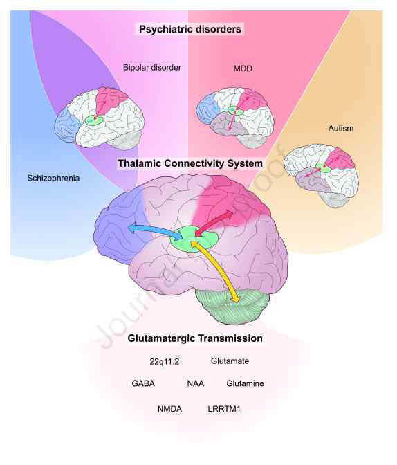정신과 질환에서 대뇌피질-시상-소뇌 연결성 이상과 유전자-분자생물학-커넥톰 레벨 기전의 모식도