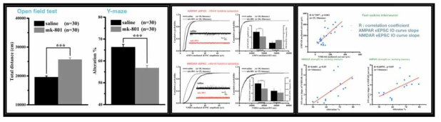 mk-801 처치에 의한 마우스의 행동변화. MK-801 처치 그룹에서 과-운동성 및 단기기억 장애 발생. MK-801 처치한 전전두엽 뇌 조직절편 PV-IN의 NMDAR 및 AMPAR 전류감소. 전전두엽 뇌조직 절편 PV-IN의 NMDAR 및 AMPAR 전류와 개채의 단기기억 행동 특성지수간의 상관관계