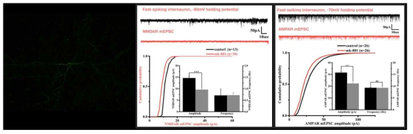 NMDA 수용체 기능저하 모델 확립 및 전기생리학을 통한 시냅스 분석. Primary cortical neuronal culture에서 형광표지 된 PV-IN (좌), mk-801 처치 culture그룹에서 PV-IN의 NMDAR (중) 및 AMPAR (우) 전류 감소