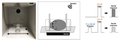 NMDAR 수용체 기능저하 모델의 y-maze 및 PPI test