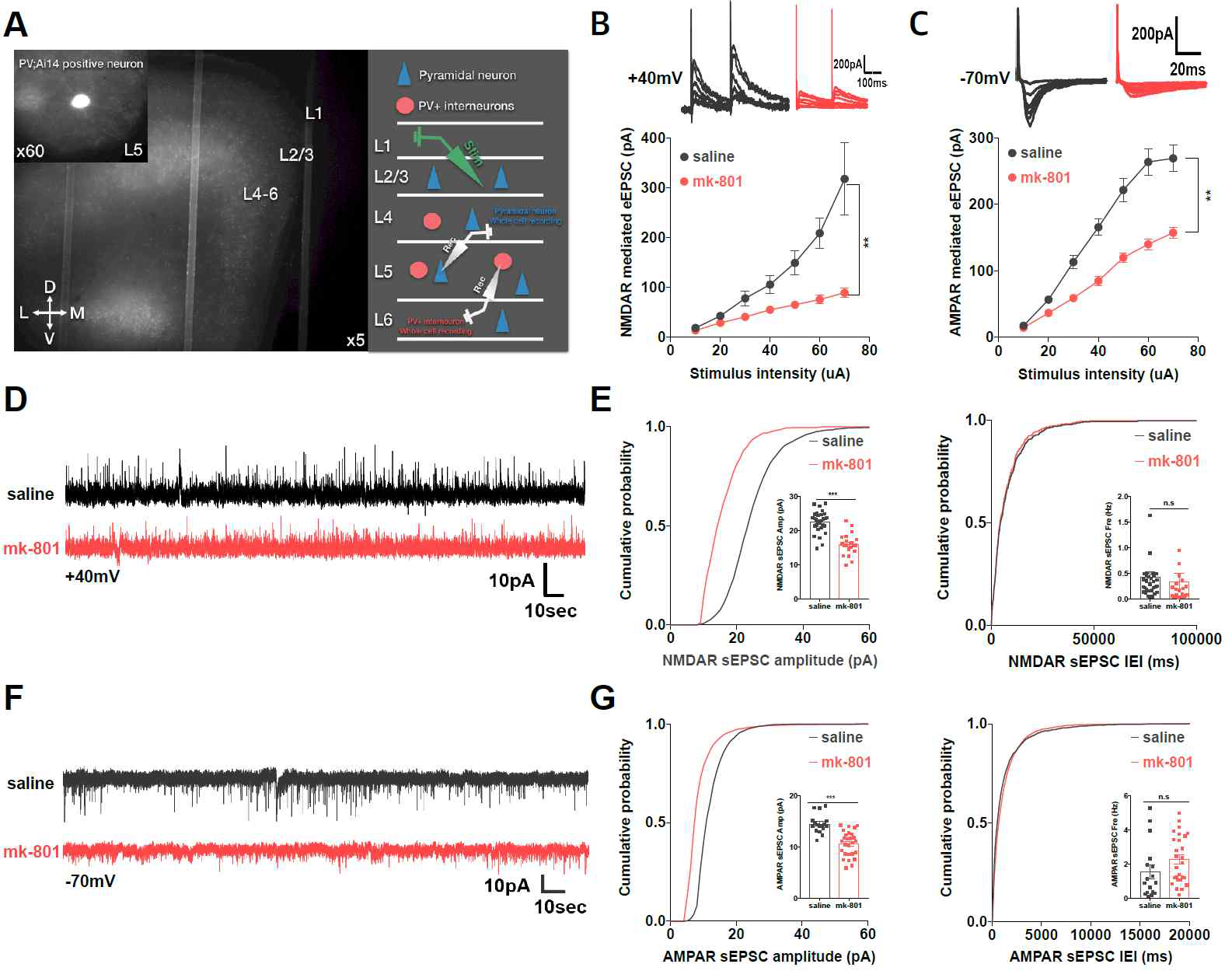 Parvalbumin 억제성 신경세포 특이적으로 형광발현하는 형질마우스에서 patch clamp 기술을 이용한 whole cell recording 기록 개요. Parvalbumin 억제성 신경세포에서의 NMDAR 및 AMPAR 기반 흥분성 시냅스 전도를 측정 및 기록