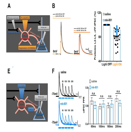 광유전학 기술을 이용 parvalbumin 억제성 신경세포 특이적으로 억제 혹은 흥분하면서 흥분성 신경세포 (pyramidal neuron)에서 억제성 시냅스 전도를 측정 및 분리하여 기록