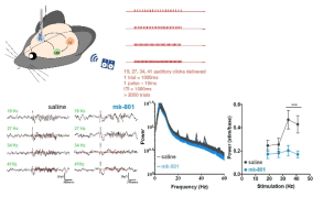 청성안정유발반응 (ASSR) 기법으로 전전두엽에서의 뇌파전도 (EEG)를 기록하는 개요도. NMDAR 수용체 기능저하 모델에서 대조군 대비 감마 주파수 (Gamma frequency)에서의 파워값이 감소됨