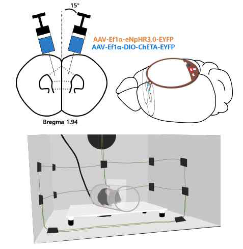 Wireless optogenetics를 선행자극 억제 측정 기법인 PPI에 확립한 모식도