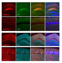 DiO-mCherry와 SST-Cre (상) 또는 PV-Cre (하)를 발현하는 AAV 주입에 의해 표지된 해마 CA1 억제성 신경세포