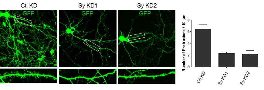 Sy knockdown 바이러스 발현에 의해 해마 신경세포의 수 상돌기 수가 감소함