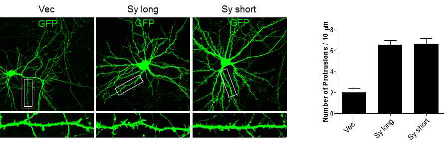 Sy 과발현에 의해 해마 신경세포의 수상돌기(dendritic spine)의 수가 증가