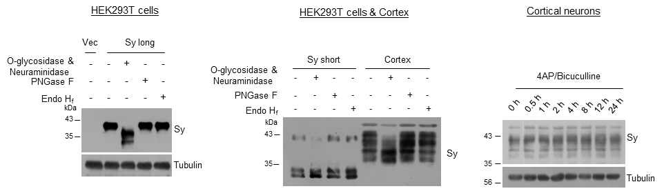 Sy 단백의 O-글리코실화 및 activity-dependent modification. Sy 단백은 massive하게 O-글리코 실화되어 있으나 N-글리코실화는 되지 않아 대부분 mature하게 시냅스 표면에 존재함을 알 수 있음. 또한 이러한 modification은 신경 활성도와는 무관하게 일어남