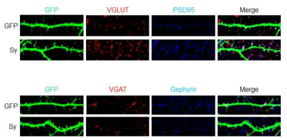 Sy 과발현에 의한 신경 시냅스 기능 변형. Sy 과발현으로 VGLUT/PSD95-positive 흥분성 시냅스 수를 증가시키나 VGAT/Gephyrin-positive 억제성 시냅스 수에는 영향이 없음