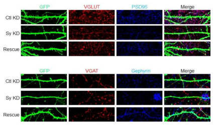 Sy rescue 바이러스에 의한 신경 시냅스 기능 회복. Sy knockdown 으로 흥분성 시냅스 수가 감소되었고, 이는 Sy rescue 발현으로 회복 되었음