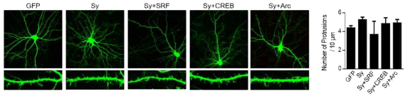 SRF를 보충함에 의해 Sy 과발현으로 인한 수상 돌기 spine 수 이상을 회복함을 확인