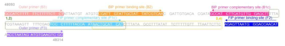 mecA gene 특이적 분자비콘의 디자인