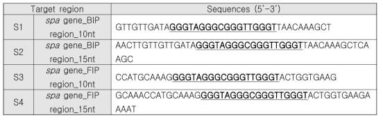 spa gene 특이적 분자비콘의 염기서열