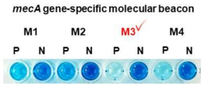 mecA gene 특이적 분자비콘의 선정