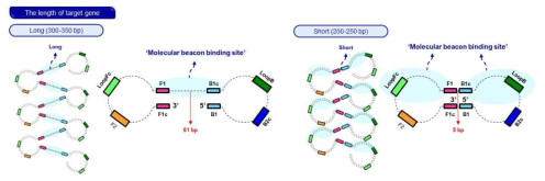 LAMP 프라이머 디자인에 활용한 염기서열 길이에 따른 분자비콘의 디자인