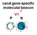 vanA gene 특이적 분자비콘의 선정