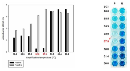 황색포도상구균 검출용 등온비색 증폭기술의 최적 증폭온도 확인 결과