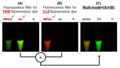 mfLAMP법에 대한 feasibility testing 결과