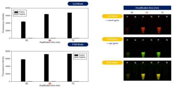 mfLAMP법의 최적 증폭시간 확인 결과