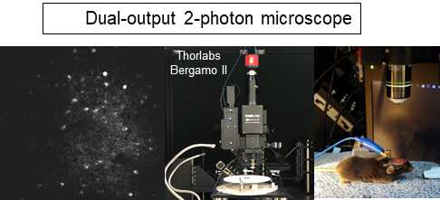 dual-color imaging이 가능한 dual-output 2-photon microscope 시스템을 구축하여, 머리가 고정되어 행동하는 생쥐의 뇌 활성을 두 color로 동시 이미징 가능하도록 함