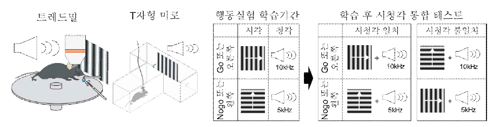 트레드밀과 T자형 미로에서 자유로이 행동하는 생쥐의 두뇌 활성 패턴 측정. 특정 시각과 청각 자극에 따라 행동을 수행하도록 훈련시킨 후 시청각 정보의 통합에 의한 의사결정 행동을 실시간 모니터링 하면서 광학 이미징을 수행