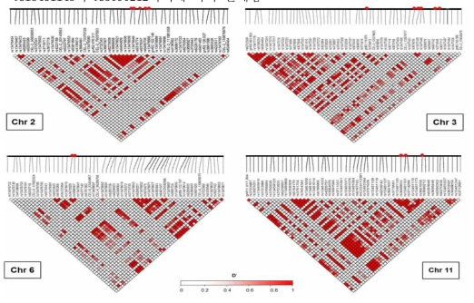 Linkage Disequilibrium block의 비교 분석 결과