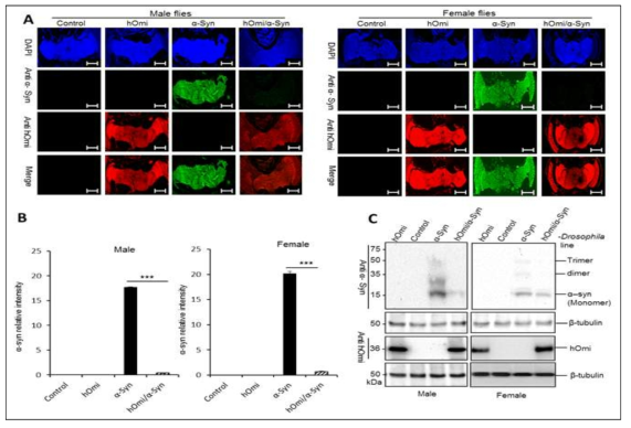 뇌기능 장애 초파리 모델을 이용하여 Parkinson 질병 결정 유전자 hOmi 단백질의 in vivo 효능. (A) Immunohistochemical confocal microscopy of the brains of control flies and transgenic flies expressing hOmi (indicated in red with anti-hOmi), α-Syn (indicated in green with anti-α-Syn) and hOmi/α-Syn using 40-day-old male (left panel) and female flies (right panel). The α-Syn was stained with an oligomeric α-Syn-specific monoclonal antibody, anti-α-Syn (ASy05). Scale bar, 100 μM. (B) Relative intensity of oligomeric α-Syn immunofluorescence in the images in (A). Values are the mean ± SEM from three independent experiments. *p<0.05, **p<0.01, ***p<0.001. (C) Western blot analysis of α-Syn and hOmi expression in Drosophila brains. The blots of the brain homogenates from control flies and transgenic flies expressing hOmi, α-Syn or hOmi/α-Syn using 40-day-old male (left panel) and female flies (right panel) were probed with anti-α-Syn or anti-hOmi