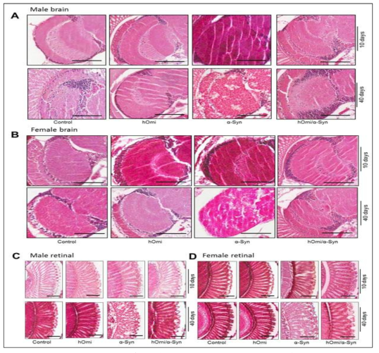 뇌기능 장애 초파리 모델을 이용하여 Parkinson 질병 결정 유전자 hOmi 단백질의 in vivo 효능. (A) H&E staining of the cortex and neuropil region of male control flies and transgenic flies expressing hOmi, α-Syn, or hOmi/α-Syn, aged 10 or 40 days. Scale bar, 50 μM. (B) H&E staining of the cortex and neuropil region of female control flies and transgenic flies expressing hOmi, α-Syn, or hOmi/α-Syn, aged 10 or 40 days. Scale bar, 50 μM. (C) H&E staining of retinal sections of male control flies and transgenic flies expressing hOmi, α -Syn, or hOmi/α-Syn, aged 10 days or 40 days. Scale bar, 50 μM. (D) H&E staining of retinal sections of female control flies and transgenic flies expressing hOmi, α-Syn, or hOmi/ α-Syn, aged 10 days or 40 days. Scale bar, 50 μM