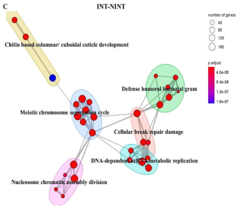 다차원적 node 연결 방식에 기초한 인공지능 neural network로 분석한 시냅스 형성 과정에 관여하는 genetic pathways들 간의 관계. (A-C) Enrichment map of networks based on functionally enriched GO terms for each comparison group. INT-F0: INT compared to F0 (A), NINT-F0: NINT compared to F0 (B) and INT- NINT: INT compared to NINT (C).