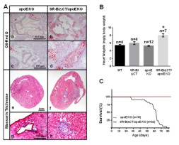 Model of novel inducible genetic atherosclerosis model in mice