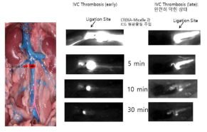 하대정맥 혈전유발 모델 실험 및 형광 영상 획득