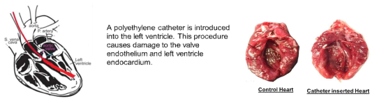 Schematic diagram of Left Ventricular Thrombus Animal Model