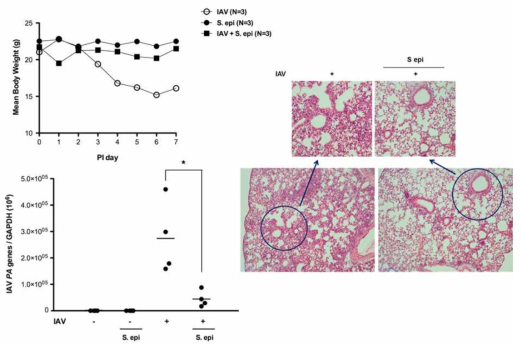 사람에서 추출한 Staphylococcus epidermidis가 인플루엔자 바이러스의 증식을 억제하고 동물모델에서의 바이러스성 폐감염을 억제시킬 수 있음을 증명함