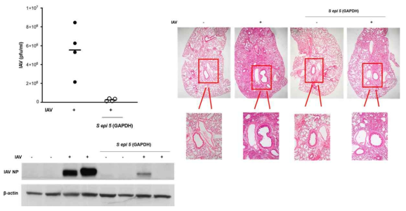 정상인의 상기도 점막에 존재하는 공생미생물 중에 S. epidermidis가 분비하는 분비체 (GAPDH)가 인플루엔자 바이러스의 증식을 억제하고 면역강화 기전을 증가시킬 수 있음을 규명함