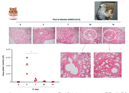 Syrian golden hamster를 이용하여 SARS-CoV-2 동물모델 구축