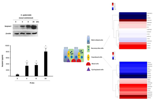 S. epidermidis에 의해 host의 호흡기 상피에서 분비되는 Serpine1의 발현 기전에 대한 single cell RNA-sequencing data