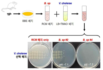 Bacteroides 분리주의 콜레라균 사멸