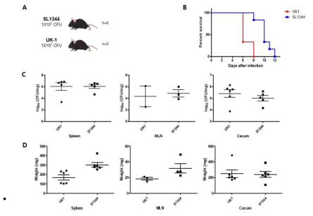 S. Typhimuurium UK-1과 SL13445의 마우스 감염