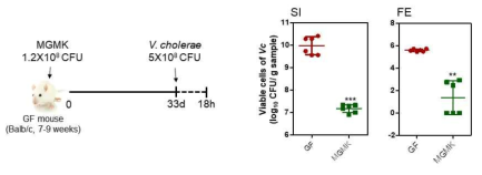 선별된 MGMK 균총의 V. cholerae의 장내 정착 억제 효과