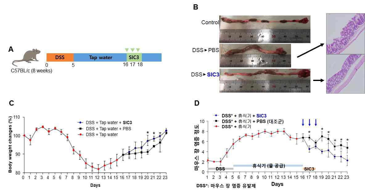 DSS 유도 염증성 장질환 마우스 모델과 SCI3 균주 이식에 의한 질환 완화 효과