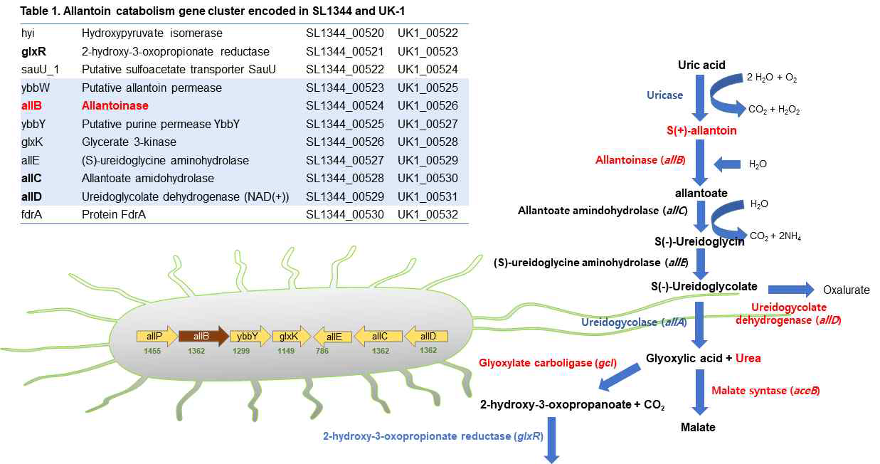 UK-1, SL1344, DT104의 allantoin 대사 유전자. 파란색 부분에 해당하는 유전자들이 DT104에서 결실되어 있음