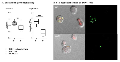 WT와 all의 THP-1 cell line에서 replication 능력