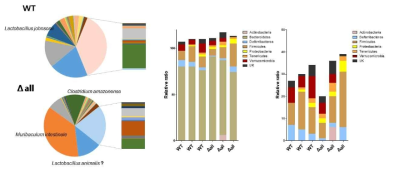 WT와 all 감염 후 장내 미생물 군집 변화