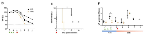 GF마우스에서 S. Typhimurium의 감염에 대한 Lactobacillus sp.의 억제 효과