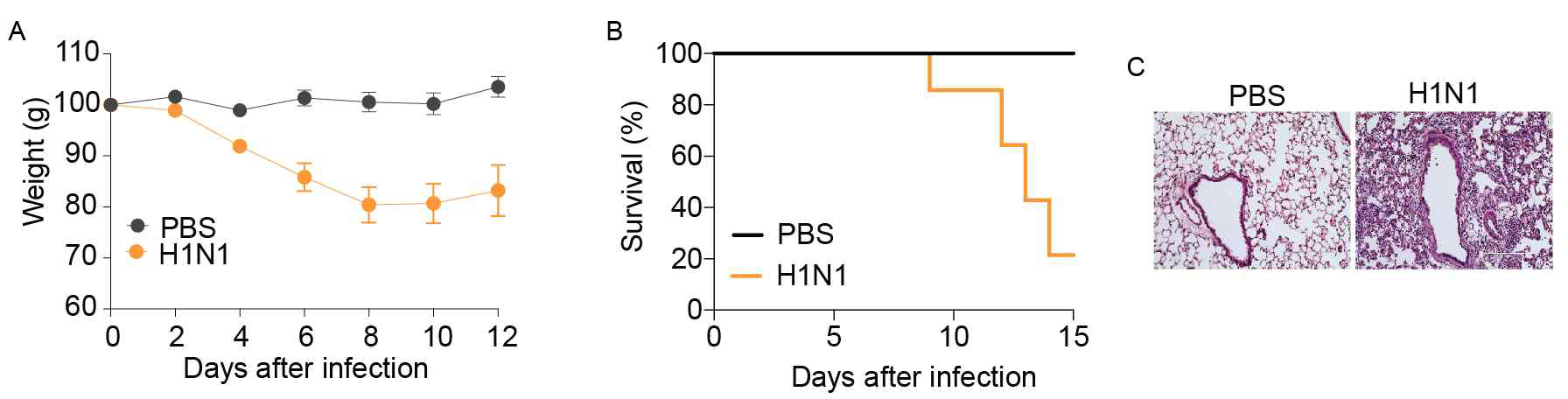 Influenza A 감염 모델 확립. Influenza 감염 후 일어나는 마우스의 (A) 체중 변화, (B) 생존률 변화 및 (C) Lung histology