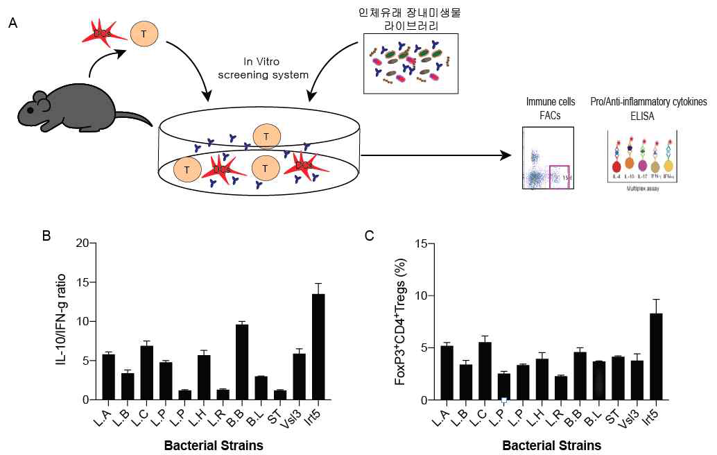 공생 미생물의 Strain 수준에서 면역조절 능력 평가 시스템. (A) 면역조절 능력 평가 시스템 모식도, Co-culture 후 (B) 면역세포 분비 IL-10과 IFN-γ 사이토카인 비율변화 및 (C) FoxP3+ 면역조절 T 세포 분화정도 변화